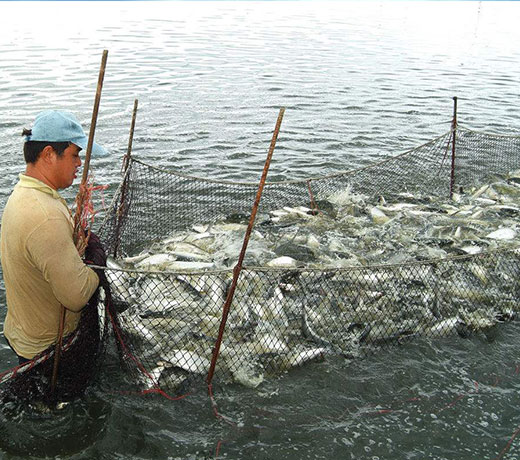 湖北胖头鱼厂家