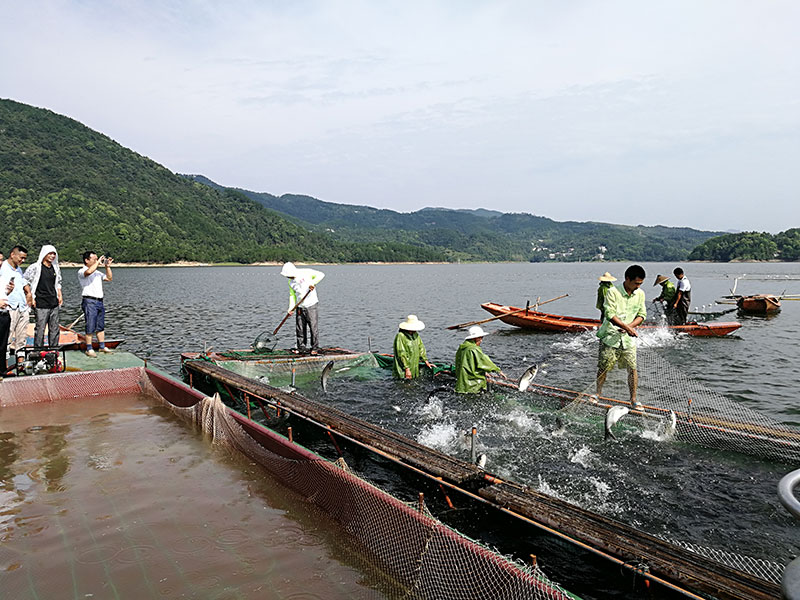 湖北胖头鱼厂家