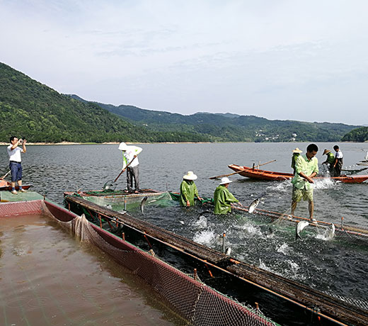 湖北胖头鱼厂家