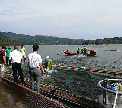 湖北胖头鱼厂家